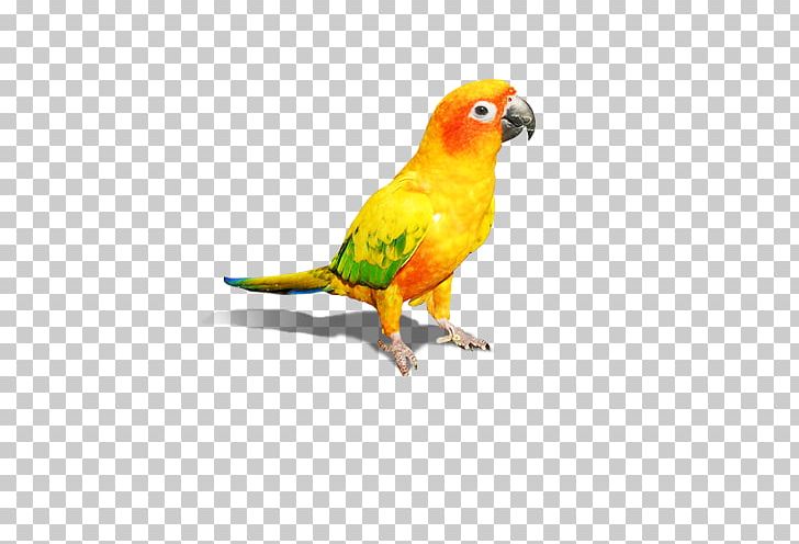 Budgerigar Amazon Parrot Lovebird Macaw PNG, Clipart, Animal, Animals, Bird, Color, Common Pet Parakeet Free PNG Download