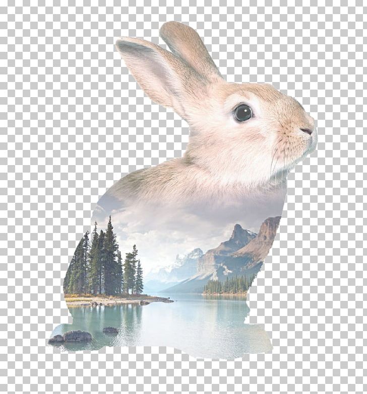 Easter Bunny Rabbit Holland Lop Watercolor Painting Drawing PNG, Clipart, Animal, Animals, Art, Cuteness, Domestic Rabbit Free PNG Download