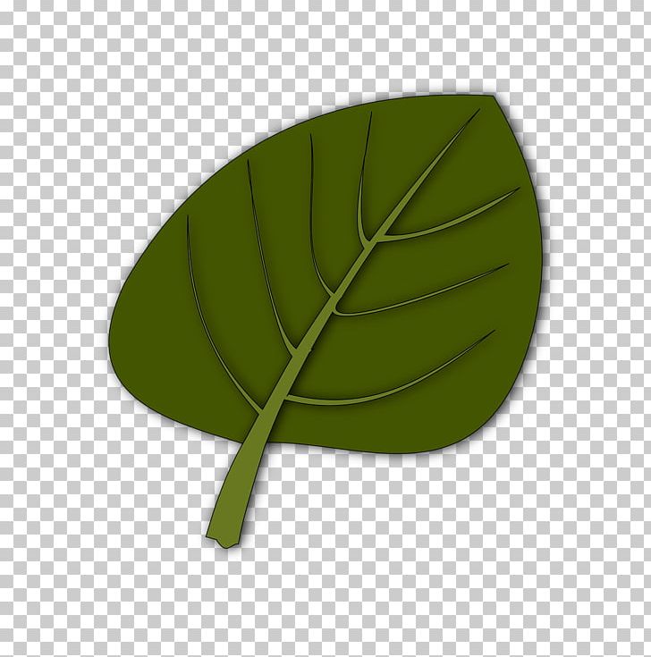 Leaf PNG, Clipart, Grass, Green, Leaf, Plant Free PNG Download