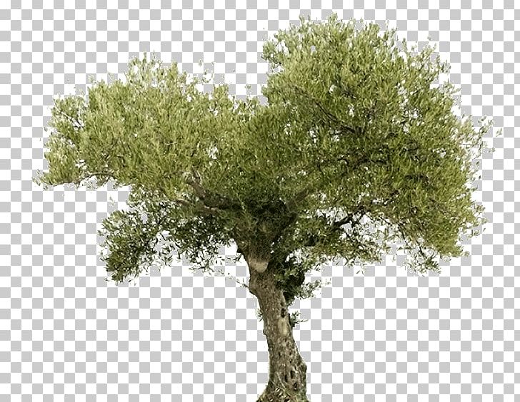 Tree Olive Oil Arahal Food PNG, Clipart, Arahal, Be2, Bonsai, Branch, Cooperative Free PNG Download