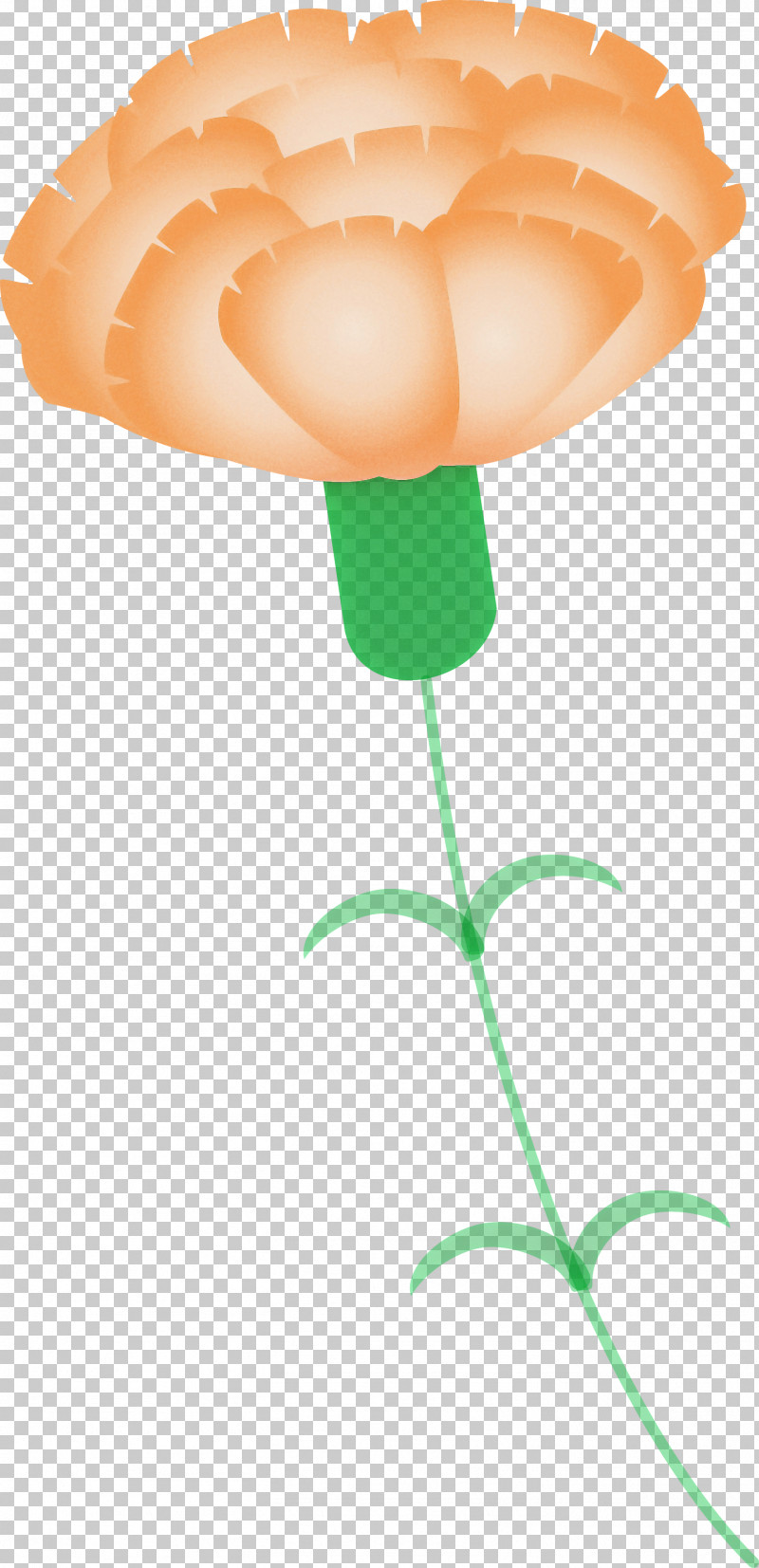 Mothers Day Carnation Mothers Day Flower PNG, Clipart, Flower, Mothers Day Carnation, Mothers Day Flower, Orange, Plant Free PNG Download