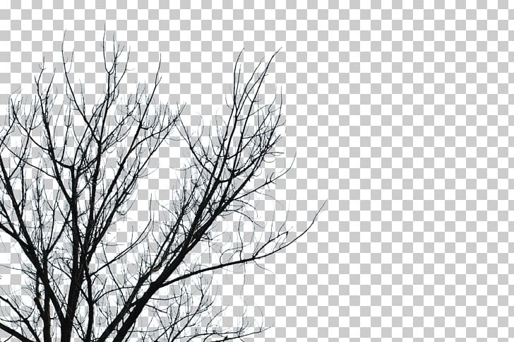 Branch Tree Desktop PNG, Clipart, Black And White, Branch, Computer Wallpaper, Desktop Wallpaper, Grass Free PNG Download