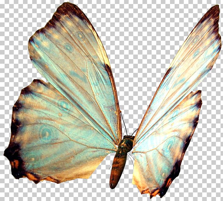 Butterfly Morpho Godarti PNG, Clipart, Arthropod, Brush Footed Butterfly, Butterfly, Image File Formats, Insect Free PNG Download