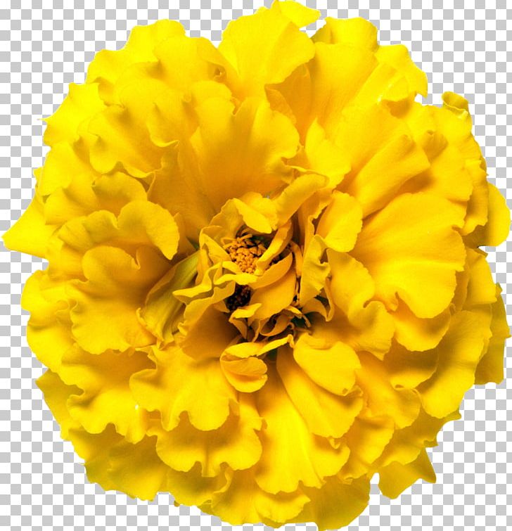 Glebionis Segetum Flower Mexican Marigold Calendula Officinalis PNG, Clipart, Annual Plant, Chrysanthemum, Cut Flowers, Dianthus, Flowering Plant Free PNG Download