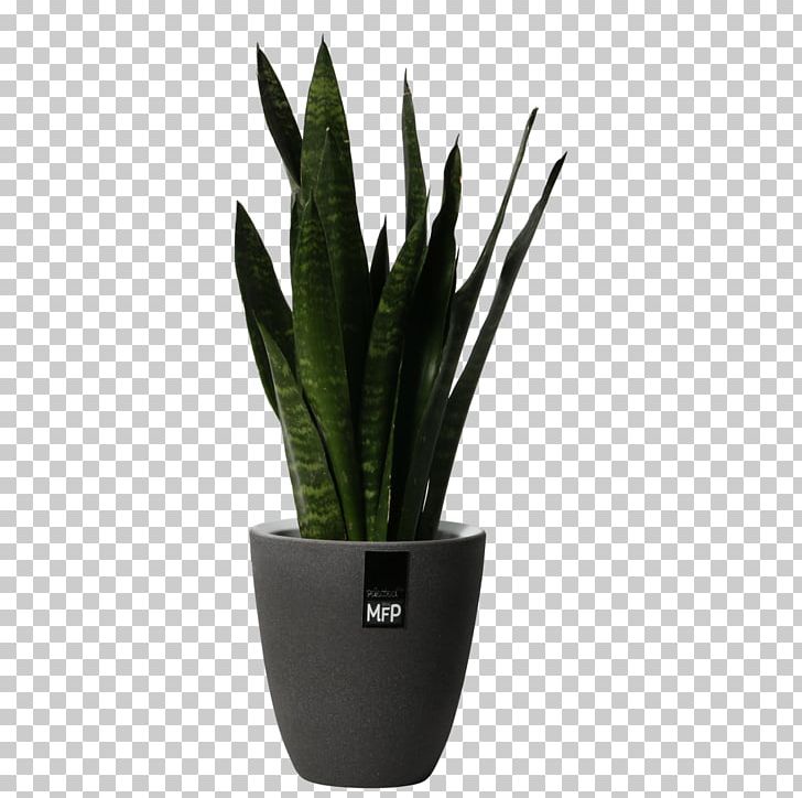 Houseplant Flowerpot Aloe Vera PNG, Clipart, Aloe, Aloe Vera, Flowerpot, Houseplant, Large Potted Plants Free PNG Download