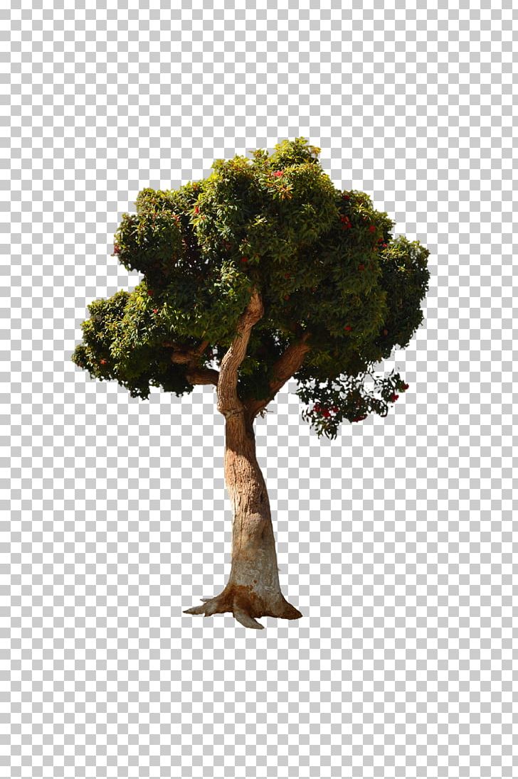 Stock Photography Tree PNG, Clipart, Andhika Zanuar, Bonsai, Deviantart, Flowerpot, Forest Free PNG Download