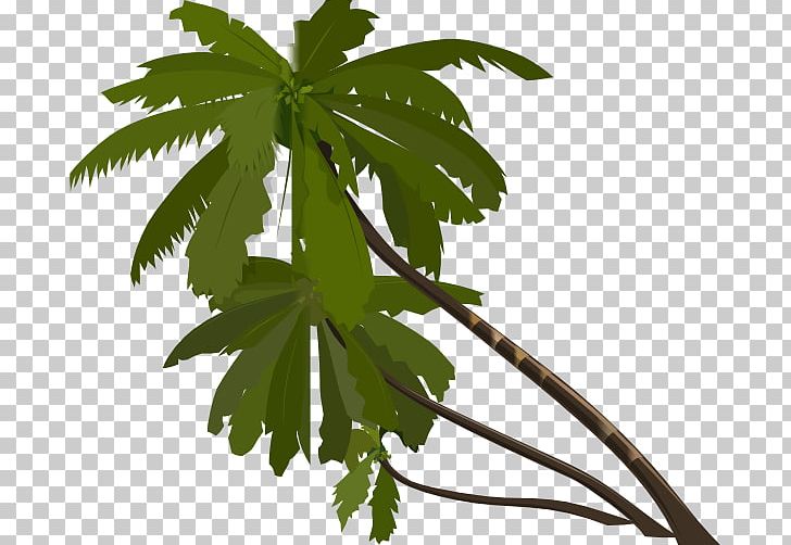Arecaceae Drawing PNG, Clipart, Arecaceae, Blog, Branch, Coconut, Computer Icons Free PNG Download