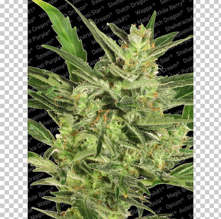 Autoflowering Cannabis Seed Bank Cannabis Sativa Germination PNG, Clipart, Autoflowering Cannabis, Cannabidiol, Cannabis, Cannabis Ruderalis, Cannabis Sativa Free PNG Download