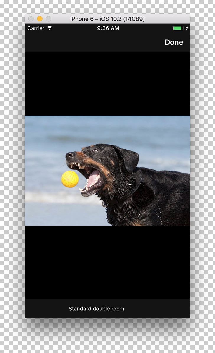 Dog Screenshot PNG, Clipart, Advertising, Animals, Brand, Dog, Multimedia Free PNG Download