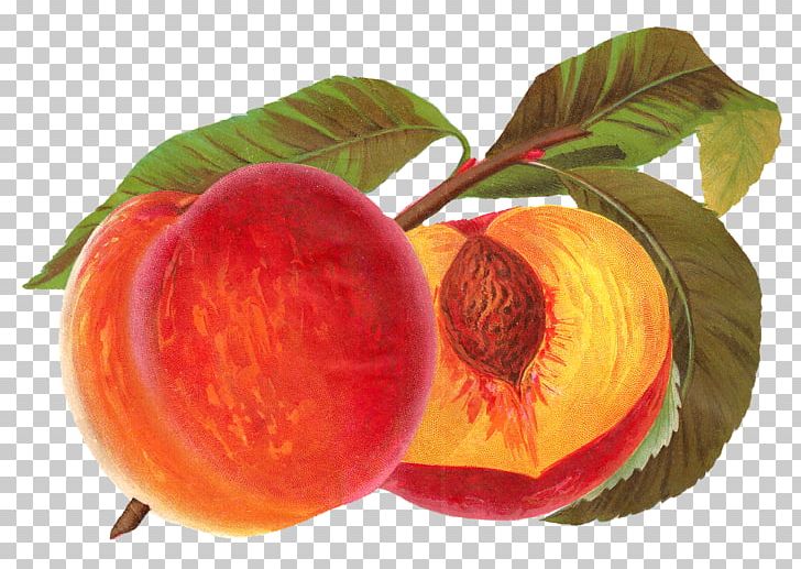 Peach Fruit PNG, Clipart, Apple, Drawing, Food, Fruit, Fruit Nut Free PNG Download