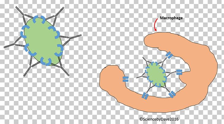 Science Scientist PNG, Clipart, Area, Circle, Diagram, Education Science, Hand Free PNG Download