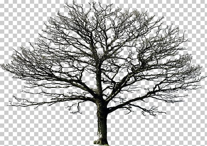 Tree Twig PNG, Clipart, Black And White, Branch, Christmas Tree, Drawing, Monochrome Free PNG Download