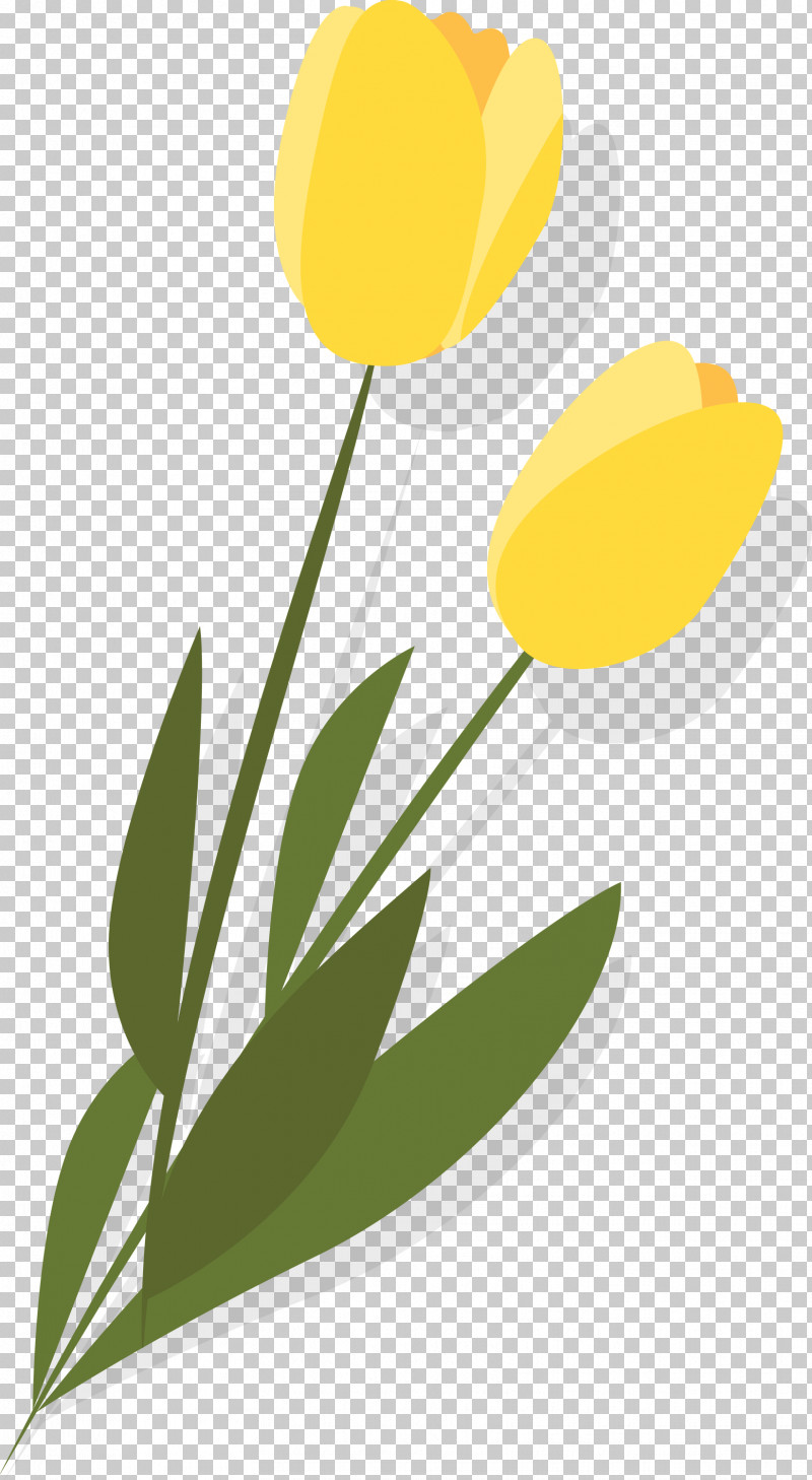 Yellow Tulip Flower Plant Leaf PNG, Clipart, Flower, Leaf, Logo, Plant, Tulip Free PNG Download