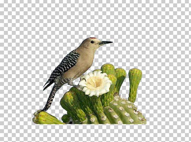 Bird High-definition Television PNG, Clipart, Android, Animal, Animals, Aspect Ratio, Beak Free PNG Download