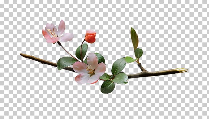 Blossom Flower Branch PNG, Clipart, Blossom, Branch, Bud, Flower, Flowering Plant Free PNG Download