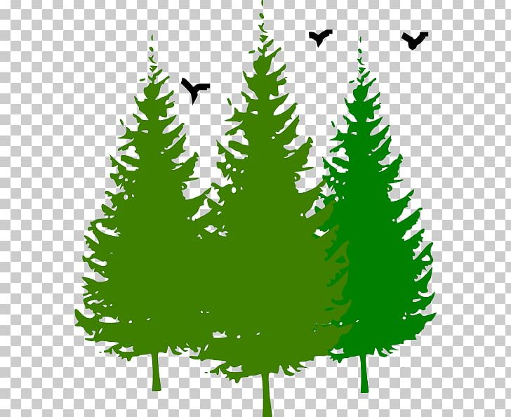 Eastern White Pine Tree PNG, Clipart, Art, Bird, Blog, Branch, California Foothill Pine Free PNG Download