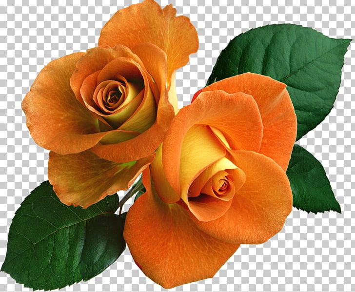 Garden Roses Floribunda Cut Flowers Petal PNG, Clipart, Begonia, Cosmetics, Cut Flowers, Floribunda, Flower Free PNG Download