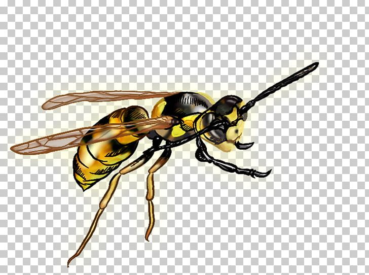 Insect Bee Hornet Wasp Pollinator PNG, Clipart, Animals, Arthropod, Bee, Fly, Hornet Free PNG Download
