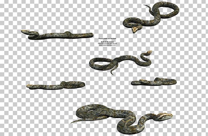 Snake Vipers Burmese Python PNG, Clipart, 3d Computer Graphics, Ball Python, Burmese Python, Carpet Python, Green Tree Python Free PNG Download