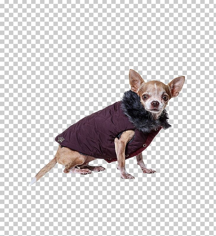 Dog Breed Merino Cashmere Wool Chihuahua PNG, Clipart, Carnivoran, Cashmere Wool, Chihuahua, Clothing, Companion Dog Free PNG Download