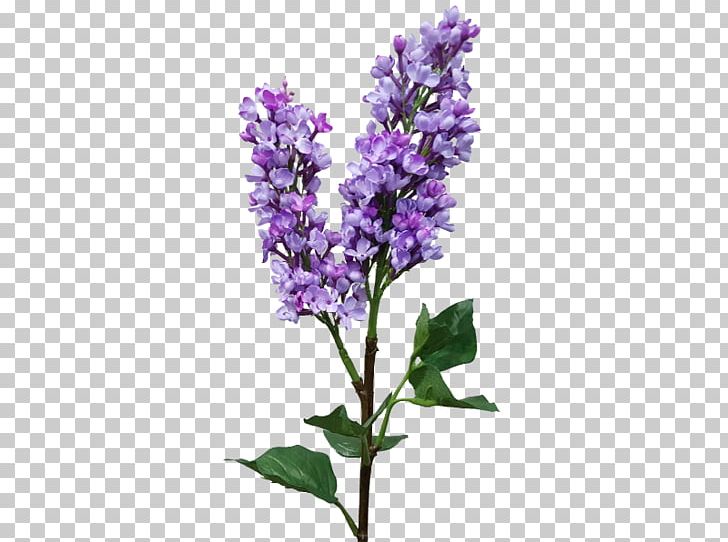 English Lavender Lilac Common Sage Catnips PNG, Clipart, Common Sage, English Lavender, Flower, Flowering Plant, Lavender Free PNG Download