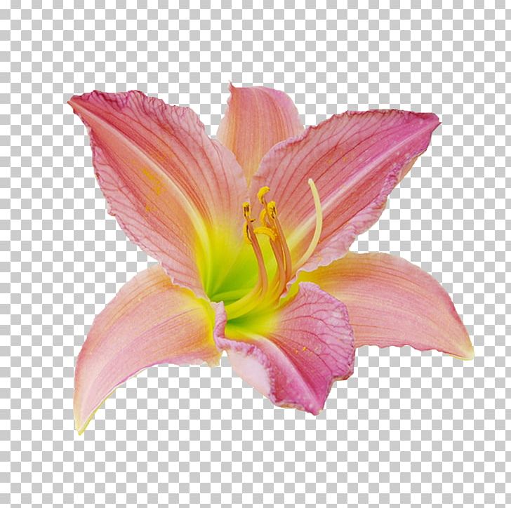 Flower Designer PNG, Clipart, Adobe Illustrator, Art, Background, Border Frame, Encapsulated Postscript Free PNG Download