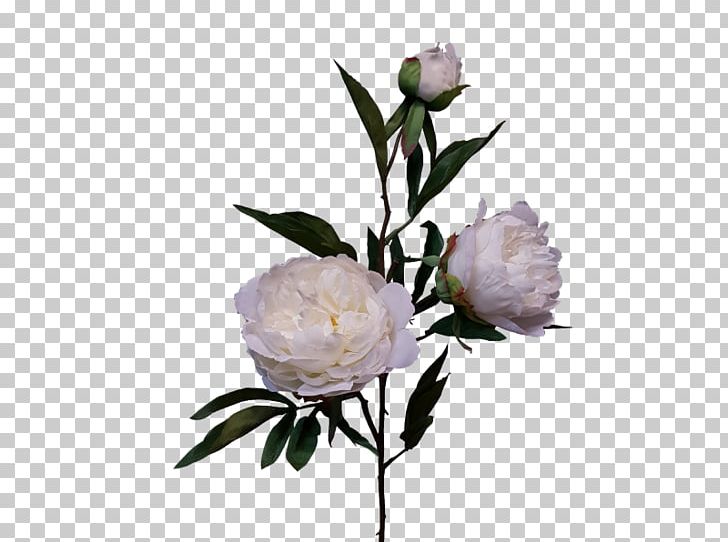 Rosaceae Cut Flowers Peony Vase Bud PNG, Clipart, Branch, Bud, Cut Flowers, Flower, Flowering Plant Free PNG Download