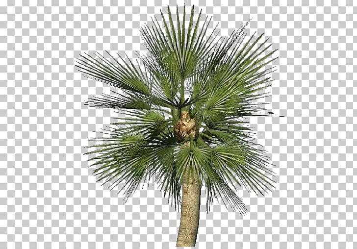 Asian Palmyra Palm Chamaerops Humilis Sabal Palm Arecaceae Plant PNG, Clipart, Arecaceae, Arecales, Asian Palmyra Palm, Borassus, Borassus Flabellifer Free PNG Download