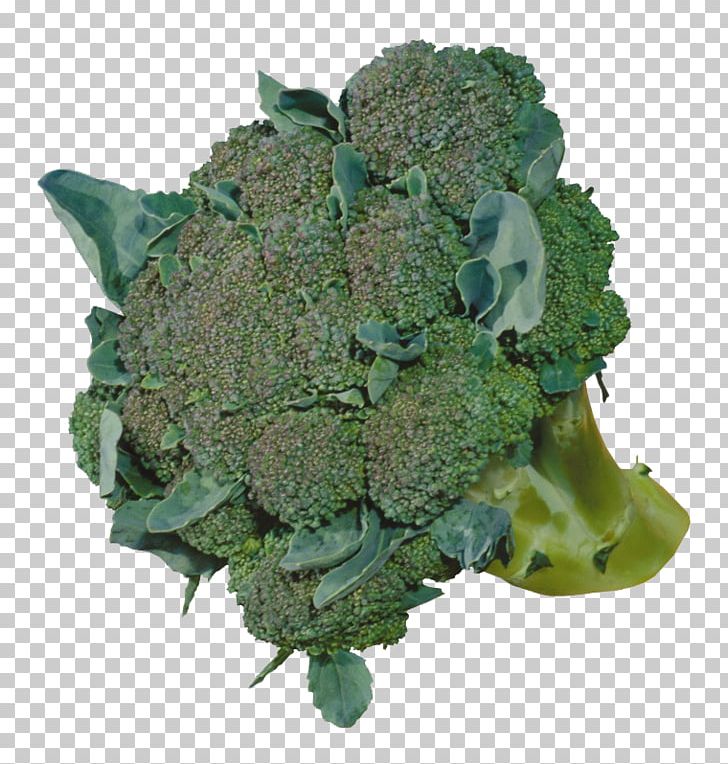 Broccoli Cauliflower Vegetable Food PNG, Clipart, Broccoli, Broccoli 0 0 3, Broccoli Art, Broccoli Dog, Broccoli Sprout Free PNG Download