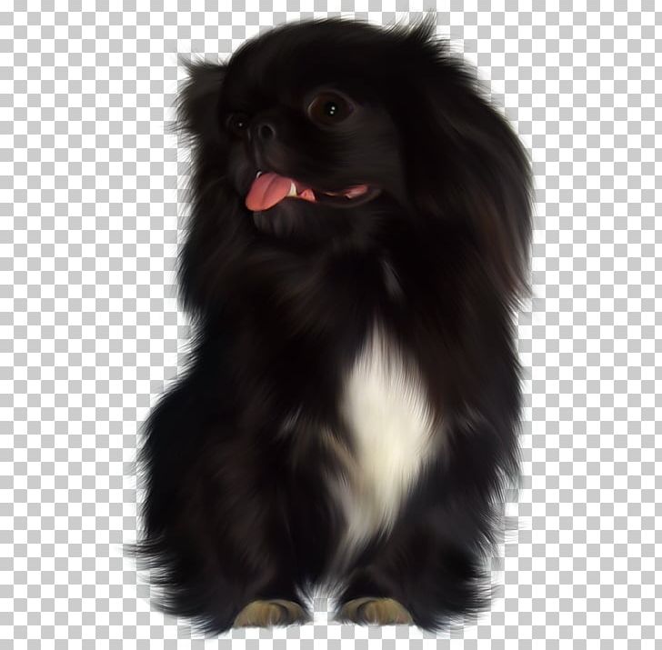 Dog Breed Japanese Chin Chinese Imperial Dog Tibetan Spaniel Puppy PNG, Clipart, Animals, Breed, Breed Group Dog, Carnivoran, Chinese Free PNG Download