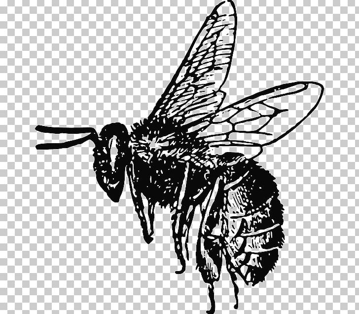 European Dark Bee Insect PNG, Clipart, Art, Fictional Character, Honey, Honey Bee, Insects Free PNG Download