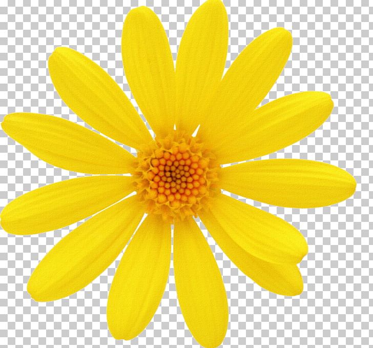 Flower Chain Stock Photography Common Daisy PNG, Clipart, Chain, Chamomile, Chrysanths, Clip Art, Common Daisy Free PNG Download