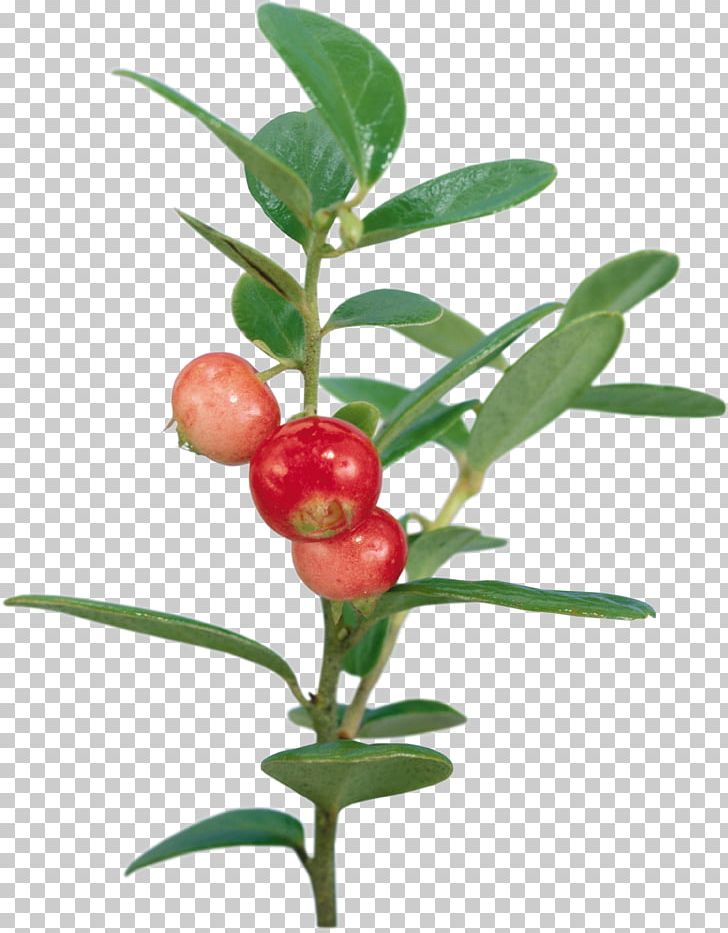 Fruit Lingonberry Cranberry Pineapple PNG, Clipart, Animation, Aquifoliaceae, Auglis, Berry, Cartoon Free PNG Download