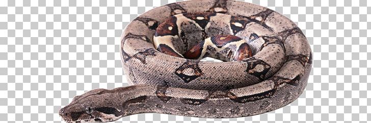 Image File Formats Others Scaled Reptile PNG, Clipart, Boa Constrictor, Encapsulated Postscript, Fauna, Image File Formats, Image Resolution Free PNG Download