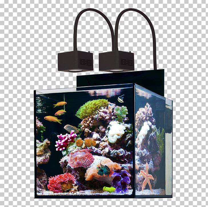 Reef Aquarium Protein Skimmer Sump Water PNG, Clipart, Aquarium, Aquarium Filters, Aquatic Animal, Blennies, Coral Reef Free PNG Download