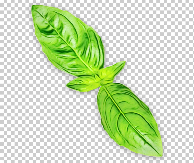 Leaf Green Plant Flower Vegetable PNG, Clipart, Basil, Flower, Green, Leaf, Leaf Vegetable Free PNG Download