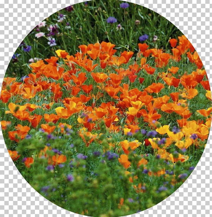 Annual Plant PNG, Clipart, Annual Plant, Flower, Flowering Plant, Grass, Orange Free PNG Download