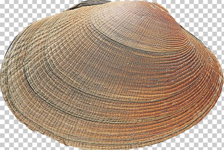 Clam Cockle Mussel Oyster Headgear PNG, Clipart, Clam, Clams Oysters Mussels And Scallops, Clothing, Cockle, Hat Free PNG Download