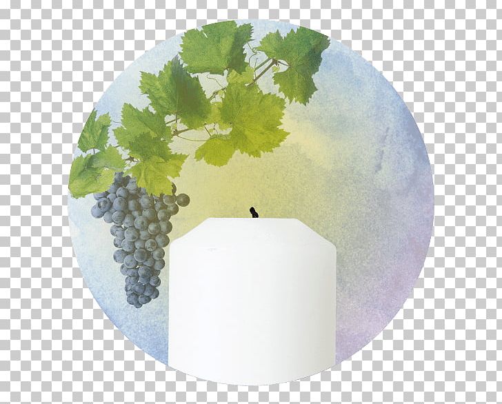 Common Grape Vine Vitis Rupestris Grape Leaves PNG, Clipart, Common Grape Vine, Fruit Nut, Grape, Grape Leaves, Grapes Free PNG Download