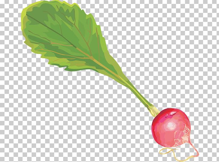 Garden Radish Leaf Vegetable Root Vegetables PNG, Clipart, Beet, Beetroot, Brassica Oleracea, Clip Art, Computer Icons Free PNG Download