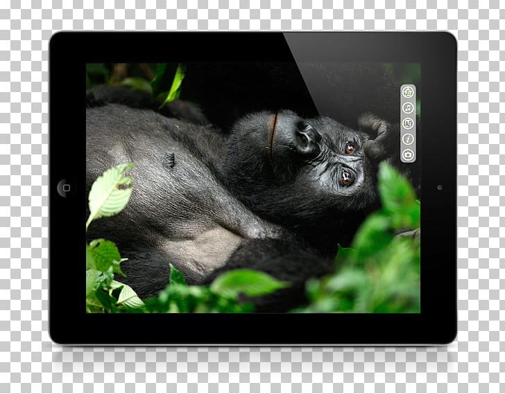 Gorilla Photographer Photography Chimpanzee News PNG, Clipart, Animals, Chimpanzee, Copyright, Ebook, English Free PNG Download