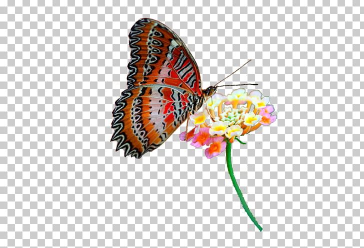 Monarch Butterfly Moth PNG, Clipart, Brush Footed Butterfly, Flower, Flowers, Nymphalidae, Orange Free PNG Download