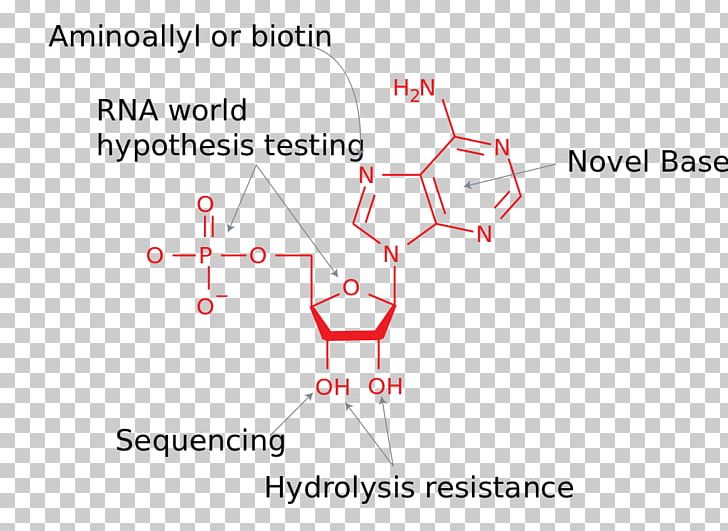 Adenosine Triphosphate Adenosine Diphosphate Nucleic Acid Analogue PNG, Clipart, Adenosine, Adenosine Diphosphate, Adenosine Triphosphate, Analog, Angle Free PNG Download