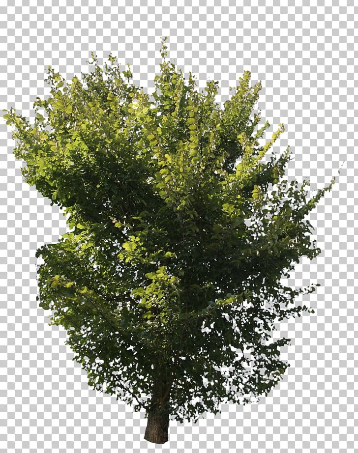 Askur English Oak Eucalyptus Globulus Tree Lindens PNG, Clipart, 3d Computer Graphics, 3d Modeling, Ash, Askur, Branch Free PNG Download