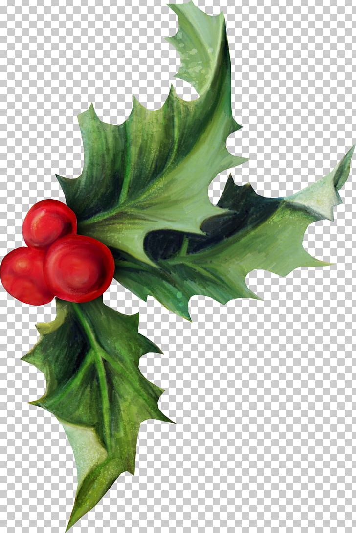Common Holly Christmas Aquifoliales Ilex Crenata PNG, Clipart, Aquifoliaceae, Aquifoliales, Christmas, Christmas Decoration, Common Holly Free PNG Download