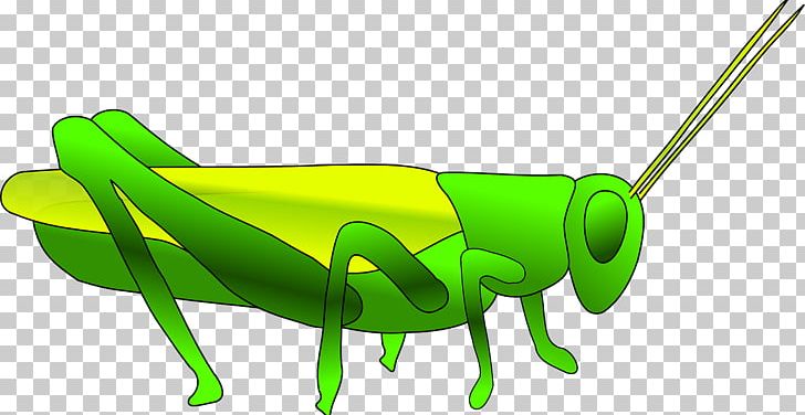 Grasshopper Locust PNG, Clipart, Antenna, Background Green, Cricket, Download, Drawing Free PNG Download