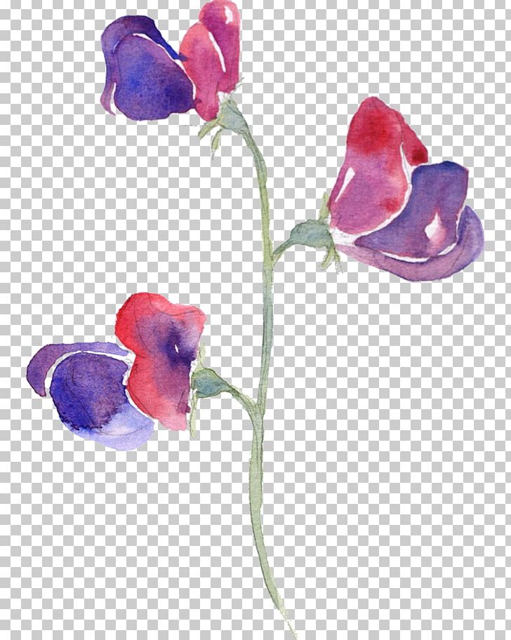 Sweet Pea Watercolor Painting Flowers In Watercolor PNG, Clipart, Art, Color, Cut Flowers, Drawing, Flower Free PNG Download