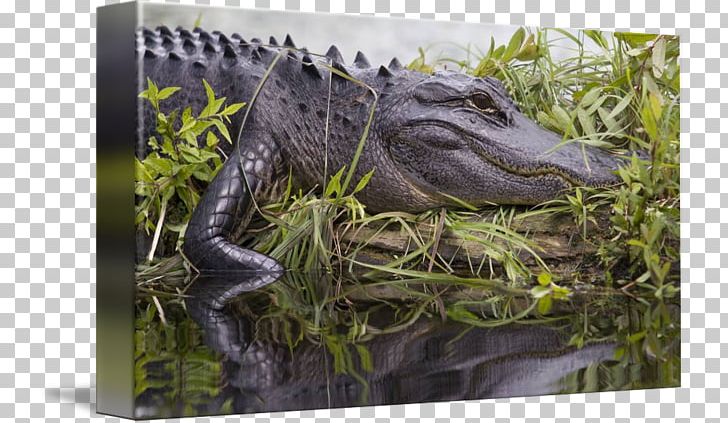 American Alligator Crocodile Velociraptor Wildlife PNG, Clipart, Alligator, American Alligator, Crocodile, Crocodilia, Dinosaur Free PNG Download