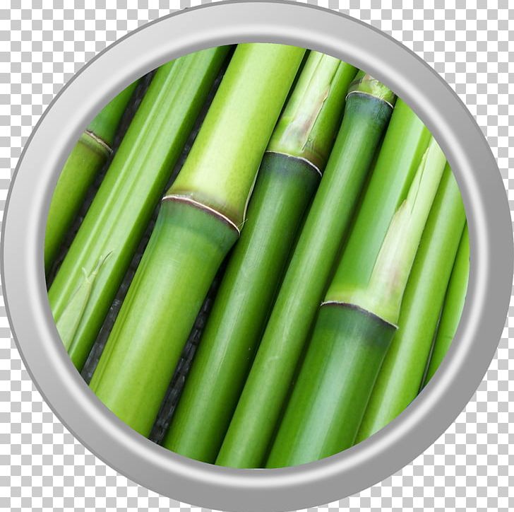 Bamboo Plants Stock.xchng Photograph PNG, Clipart, Bamboo, Bamboo Floor, Bambu, Bambu Runcing, Desktop Wallpaper Free PNG Download