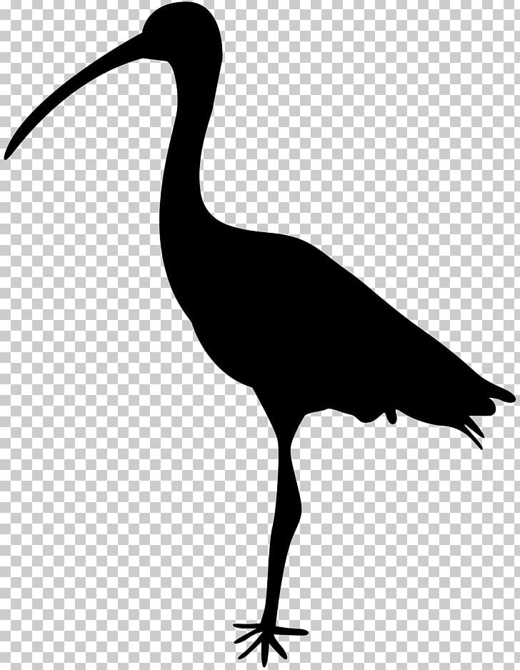 Bird Crane Silhouette Ibis PNG, Clipart, African Sacred Ibis, Animals, Beak, Bird, Black And White Free PNG Download